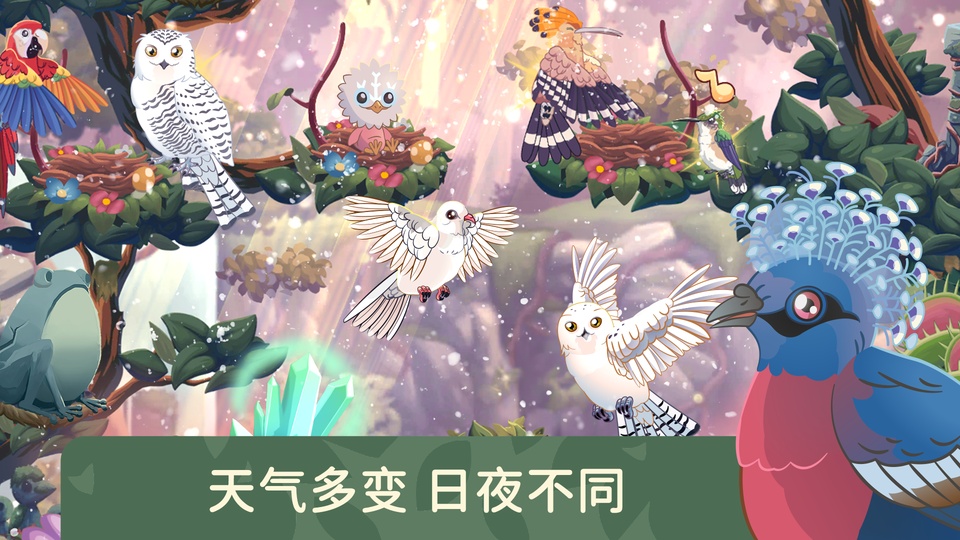 Bird Kind安装器-4